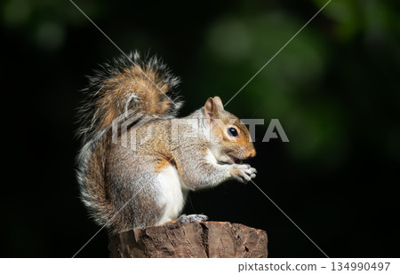 Eastern gray squirrel holds and eats a nut while perched on a tree stump Eastern gray squirrel holds and eats a nut while perched on a tree stump 134990497