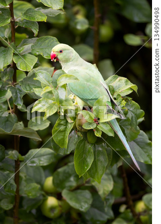 Wild rose-ringed parakeet feeding on apple tree Wild rose-ringed parakeet feeding on apple tree 134990498