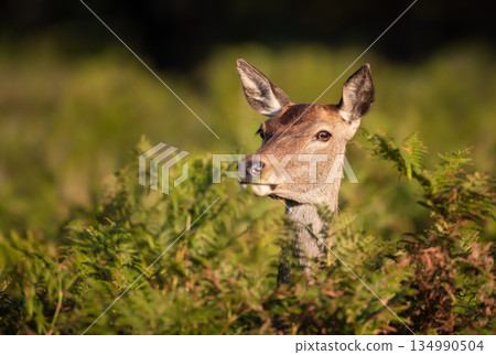 Portrait of female red deer hind standing alert in meadow Portrait of female red deer hind standing alert in meadow 134990504