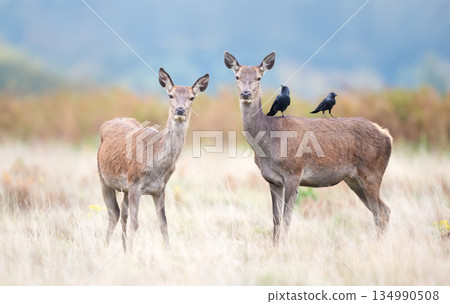 Female red deer hind and her calf standing alert in meadow 134990508