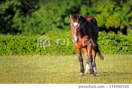 Brown horse standing in green meadow in summer 134990509