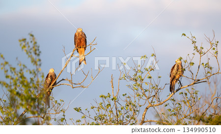 Three Red kites perched in tree branches on a sunny day Three Red kites perched in tree branches on a sunny day 134990510