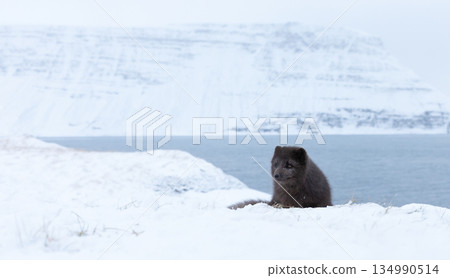 Blue morph Arctic fox lying in a snowy white winter landscape Blue morph Arctic fox lying in a snowy white winter landscape 134990514