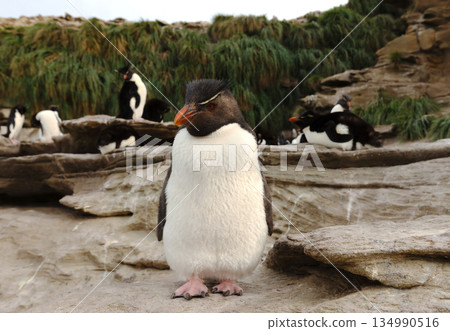 Portrait of Southern rockhopper penguin standing on rock in Falkland Islands Portrait of Southern rockhopper penguin standing on rock in Falkland Islands 134990516
