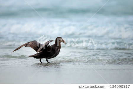 Southern Giant Petrel wading in ocean water on sandy beachin Falkland Islands Southern Giant Petrel wading in ocean water on sandy beachin Falkland Islands 134990517