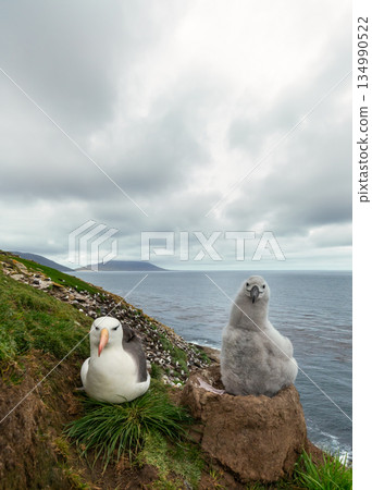 Black-browed Albatross adult sitting beside its fluffy chick on a grass and mud nest in Falkland Islands. 134990522