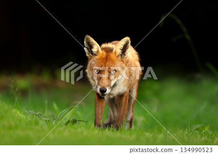 Red fox standing on green grass in meadow 134990523