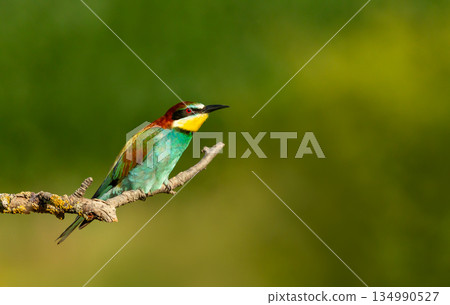 Colorful European bee-eater perched on tree branch during summer Colorful European bee-eater perched on tree branch during summer 134990527