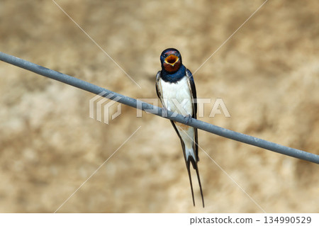 Portrait of Barn Swallow calling while perched on wire 134990529