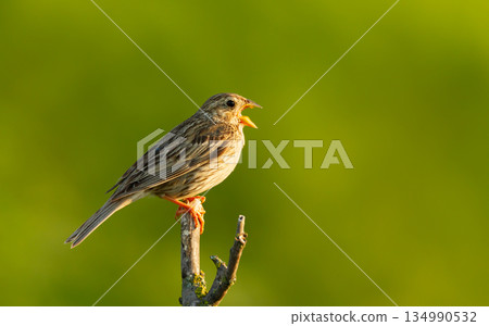 Portrait of Corn Bunting singing on tree branch 134990532