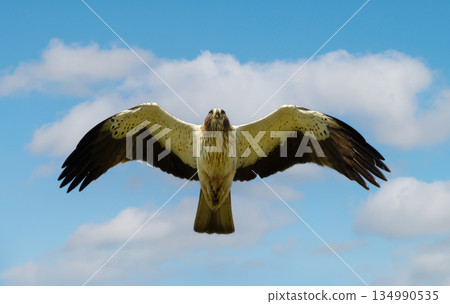 Booted eagle in flight with wings fully spread against a blue sky Booted eagle in flight with wings fully spread against a blue sky 134990535