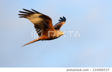 Red kite soaring in flight against blue sky Red kite soaring in flight against blue sky 134990537
