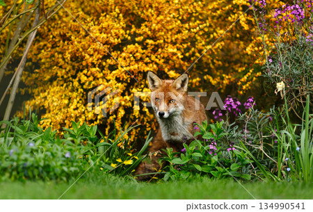 Red fox standing on green grass in flower garden 134990541