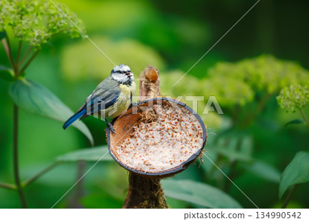 Blue tit chick feeding from suet filled coconut bird feeder in garden Blue tit chick feeding from suet filled coconut bird feeder in garden 134990542