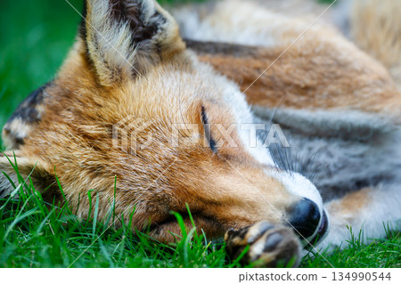 Portrait of a beautiful red fox sleeping on a vibrant green grass 134990544