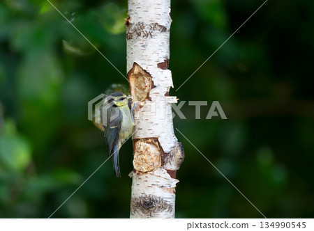 Eurasian blue tit chicks feeding from suet filled natural bird feeder in a garden 134990545