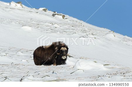 Musk ox standing in snowy winter landscape Musk ox standing in snowy winter landscape 134990550