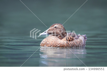 Common eider duck female swimming in calm water Common eider duck female swimming in calm water 134990551