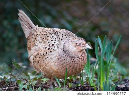 Portrait of a female Common pheasant foraging in meadow 134990557