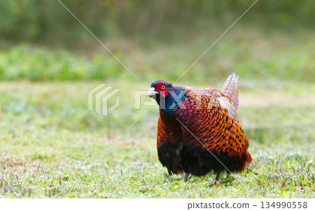 Portrait of a male common pheasant foraging for food in meadow 134990558