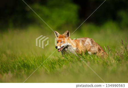 Red fox walking on green grass in meadow Red fox walking on green grass in meadow 134990563