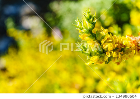 Yellow flowers. Nature background 134990604