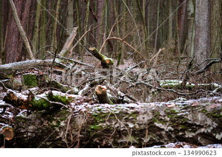 A winter forest floor displaying fallen trees and branches, covered with vibrant moss and delicate patches of melting snow. Tree trunks stand tall in the background 134990623