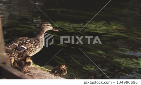 Duck with young ducklings near a pond in a big city. Nature in a modern place. Animals and people together France,Strasbourg. Duck with young ducklings near a pond in a big city. Nature in a modern place. Animals and people together France,Strasbourg. 134990686