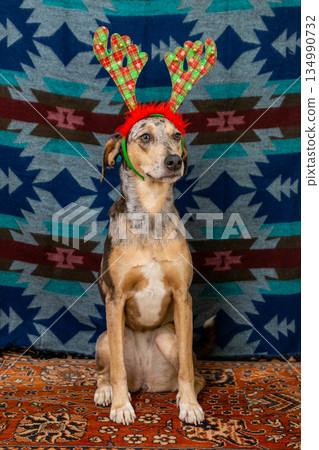 spotted dog in Christmas outfit, with checkered antlers on its head. Christmas ornament. spotted dog in Christmas outfit, with checkered antlers on its head. Christmas ornament. 134990732