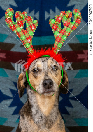 spotted dog in Christmas outfit, with checkered antlers on its head. Christmas ornament.  134990796