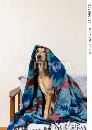 spotted dog wrapped in blanket is sitting on couch. blanket is blue and red, Christmas ornament. 134990798