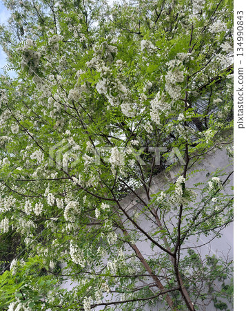 Flowering tree with white blossoms and green leaves outdoors. Spring season, natural growth, urban nature, freshness and renewal in city environment Flowering tree with white blossoms and green leaves outdoors. Spring season, natural growth, urban nature, freshness and renewal in city environment 134990843