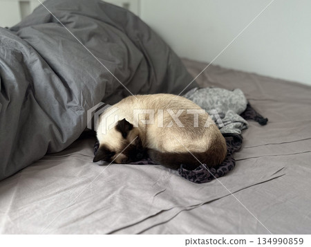 Sleeping siamese cat curled on a bed with soft blankets in a quiet room. Domestic comfort, warmth, pet companionship, relaxation, safety, trust, and peaceful everyday moments at home Sleeping siamese cat curled on a bed with soft blankets in a quiet room. Domestic comfort, warmth, pet companionship, relaxation, safety, trust, and peaceful everyday moments at home 134990859