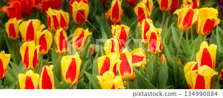 red and yellow tulips holiday background red and yellow tulips holiday background 134990884