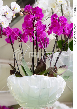A closeup purple blooming orchid A closeup purple blooming orchid 134990886