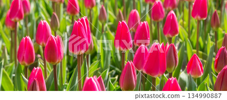 field with red tulips, Keukenhof banner field with red tulips, Keukenhof banner 134990887
