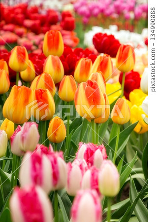 Tulip flowerbed, red, yellow, white close-up 134990888