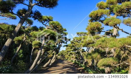 Winter in Jogashima, the southernmost point of Kanagawa Prefecture 134991026