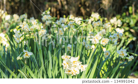 神奈川縣最南端城島的冬季 神奈川縣最南端城島的冬季 134991042