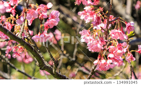 Kawazu cherry blossoms to announce the arrival of spring Kawazu cherry blossoms to announce the arrival of spring 134991045