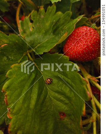 Ladybug walking on strawberry leaf in garden Ladybug walking on strawberry leaf in garden 134991051