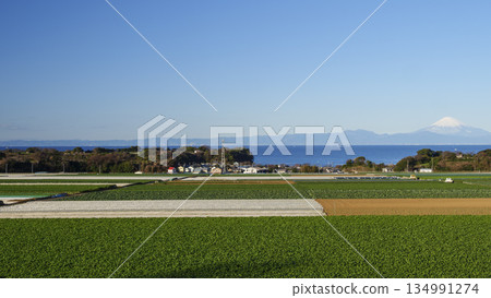 三浦半島的高麗菜和蘿蔔田裡的冬天 134991274