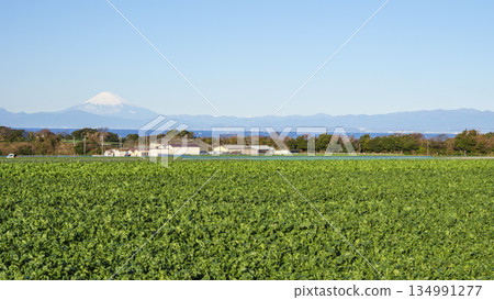 三浦半島的高麗菜和蘿蔔田裡的冬天 134991277