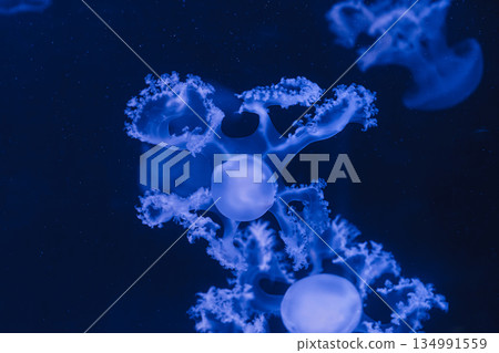 underwater photos of jellyfish marble jellyfish lychnorhiza lucerna underwater photos of jellyfish marble jellyfish lychnorhiza lucerna 134991559