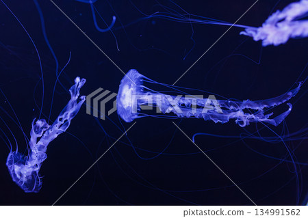 underwater photos of jellyfish chrysaora achlyos jellyfish black sea nettle underwater photos of jellyfish chrysaora achlyos jellyfish black sea nettle 134991562