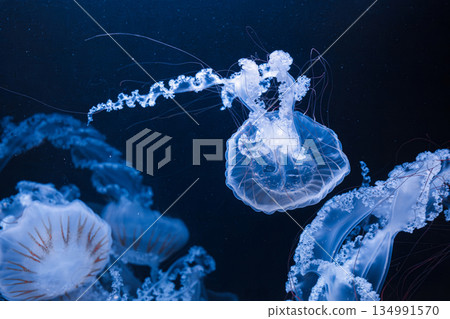 underwater photos of jellyfish chrysaora plocamia south america sea nettle underwater photos of jellyfish chrysaora plocamia south america sea nettle 134991570