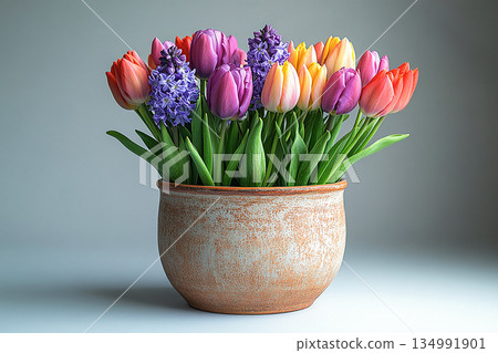 Plant in pot. Bulbs lasagna in pot. Planting method for containers or garden beds. Plant in pot. Bulbs lasagna in pot. Planting method for containers or garden beds. 134991901