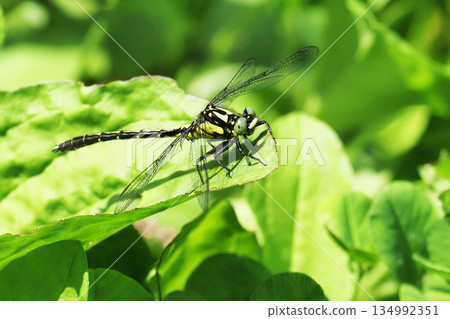 Kosanue（男） 134992351