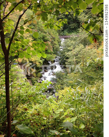 陽光透過樹葉灑在山澗溪流上,波光粼粼;一條小徑蜿蜒穿過綠樹成蔭的森林。 陽光透過樹葉灑在山澗溪流上,波光粼粼;一條小徑蜿蜒穿過綠樹成蔭的森林。 134992398