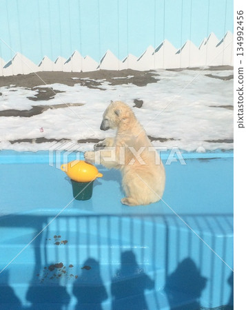 一隻北極熊幼崽和一個黃色水桶在水中玩耍 134992456